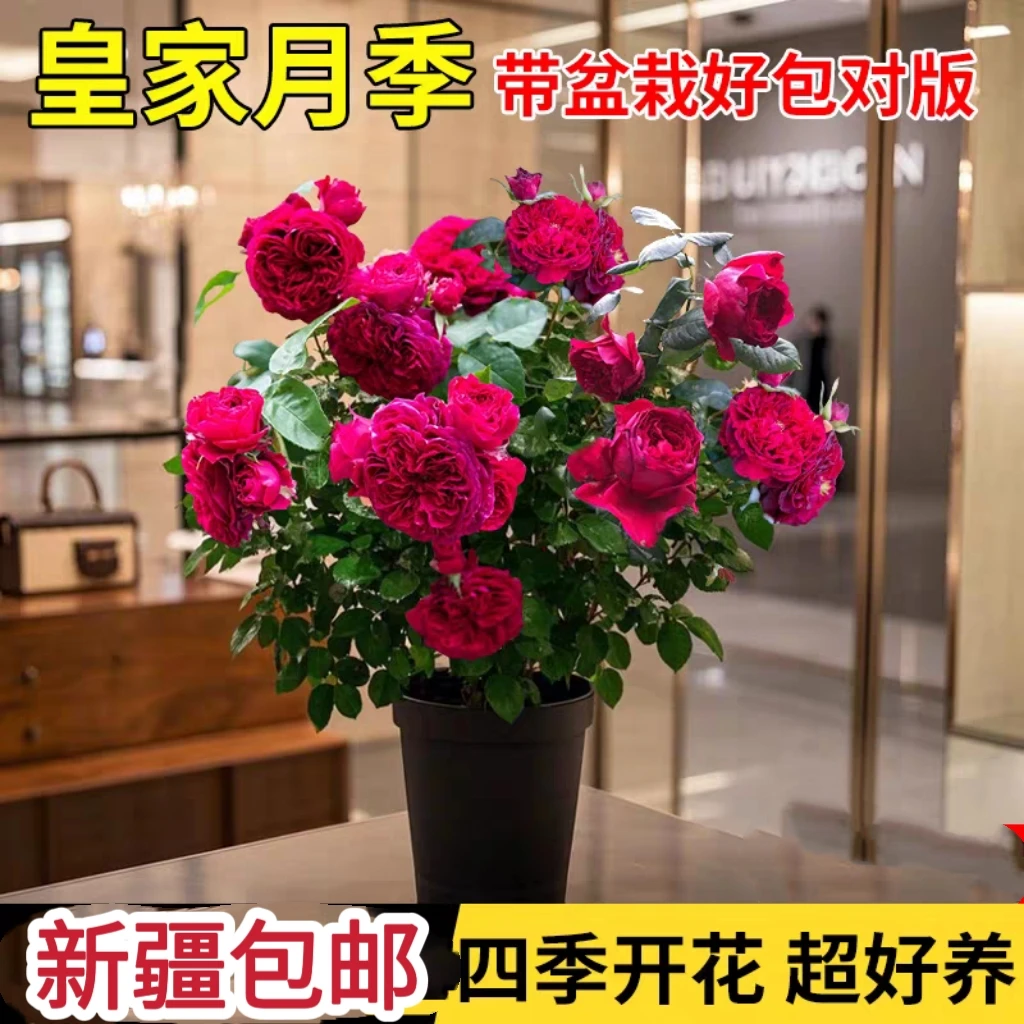 贵妃玫瑰月季 重瓣多花  四季开花 新疆包邮