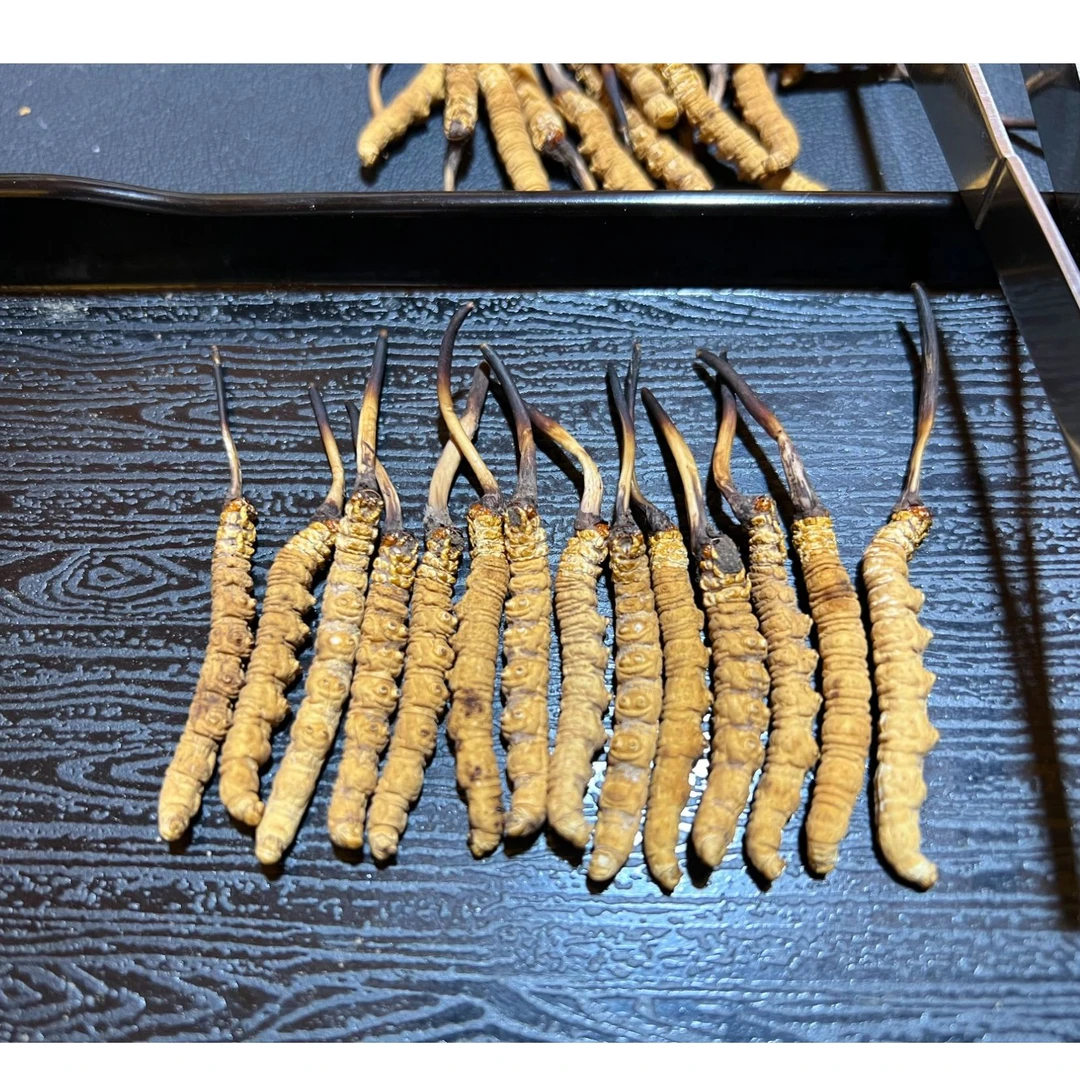 映棠 高海拔头期冬虫夏草滋补养生 3根1克   非人工种植