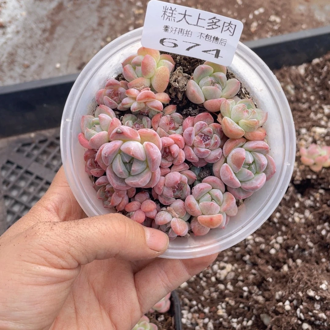 嘿*糕大上多肉植物674