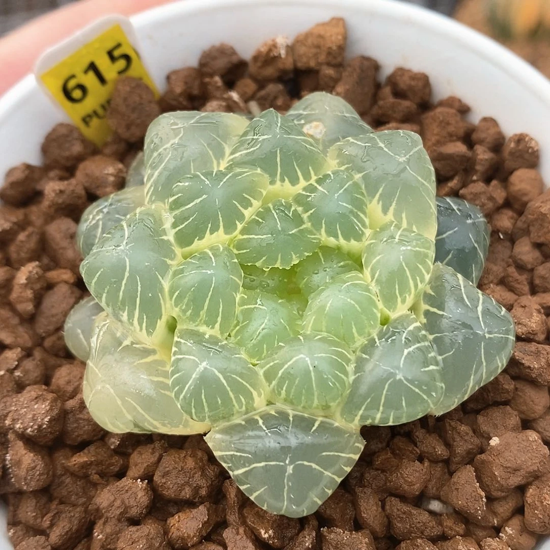 615号湖水玉露锦一物一拍