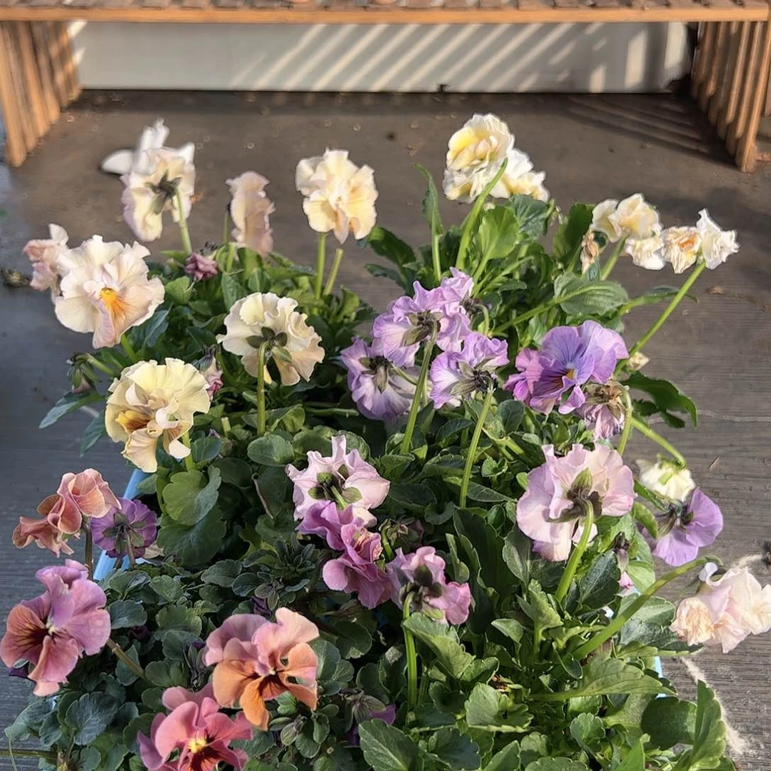 【闪购商品】106号