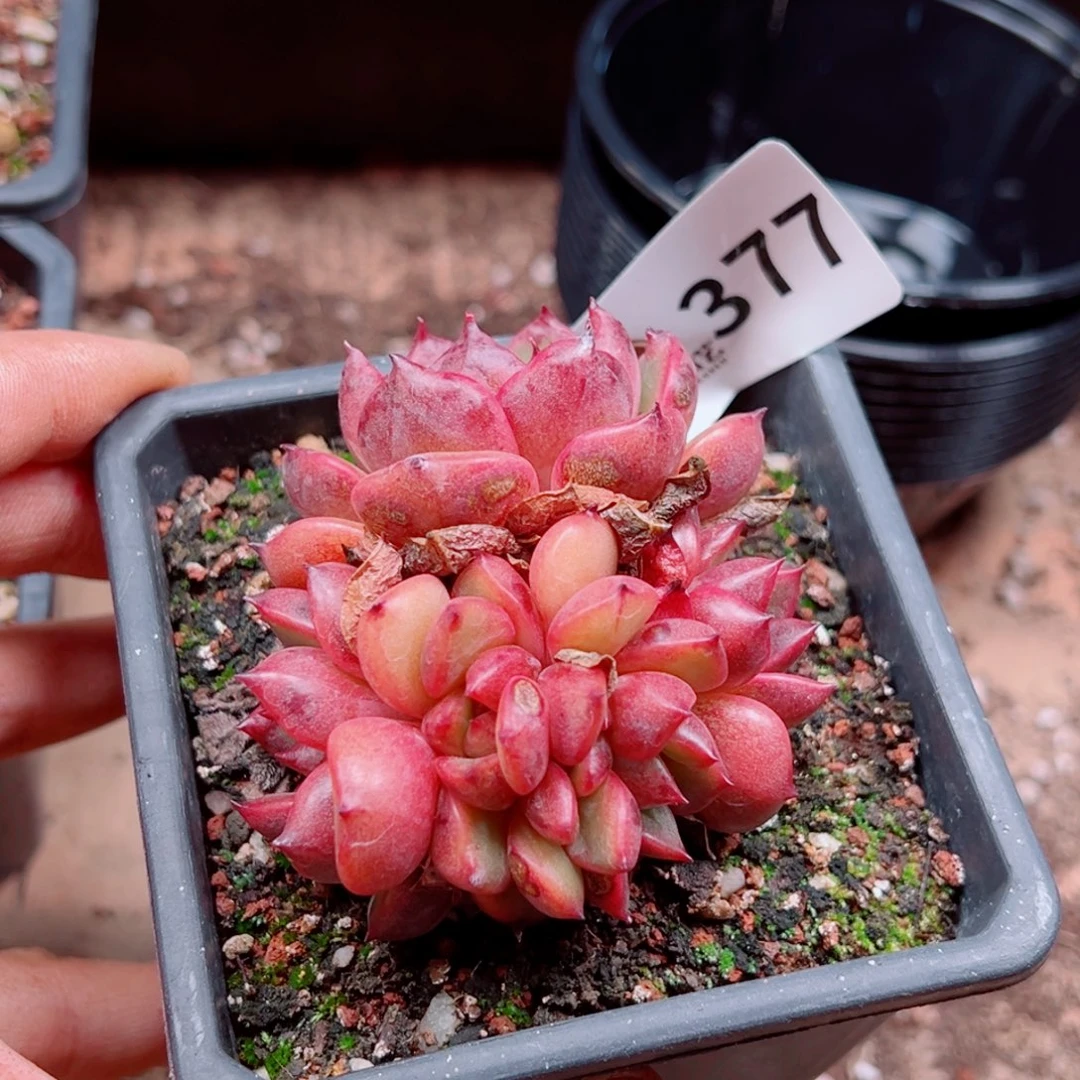 烟*。多肉植物多肉植物