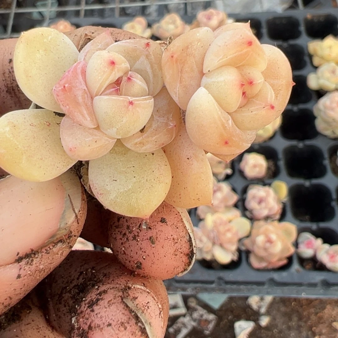 小卡拉米糖心一物一拍