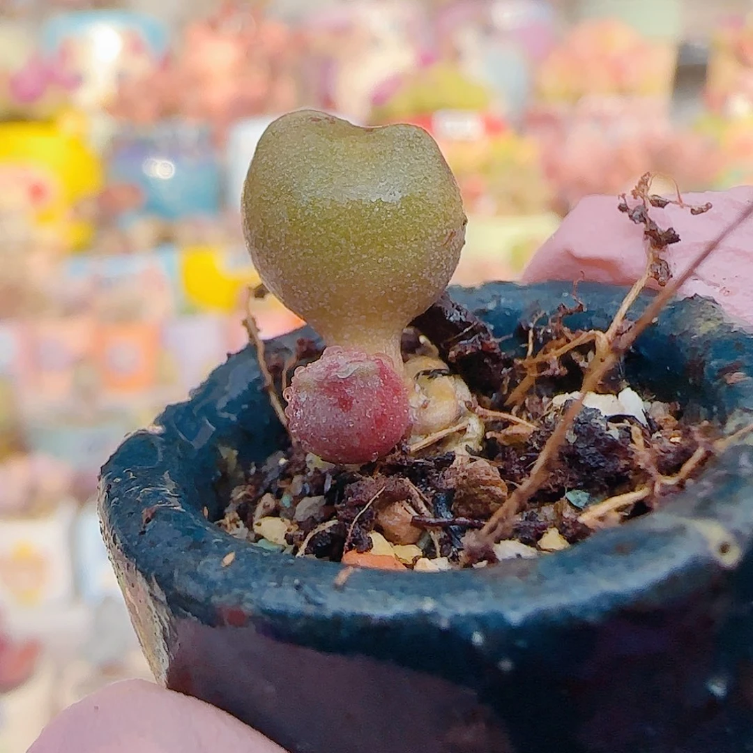 L 可爱小黄猫耳 盆口2.5cm