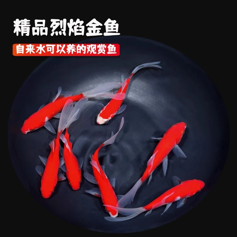 精品烈焰草金鱼7-9厘米耐活金鱼观赏鱼品质保证冷水鱼淡水鱼金鱼