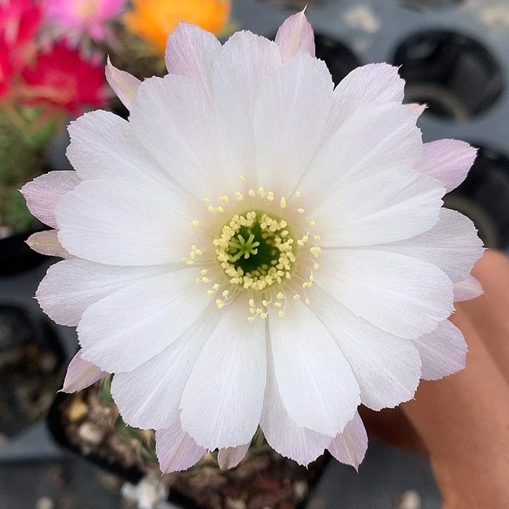 35 实生丽花6厘米盆