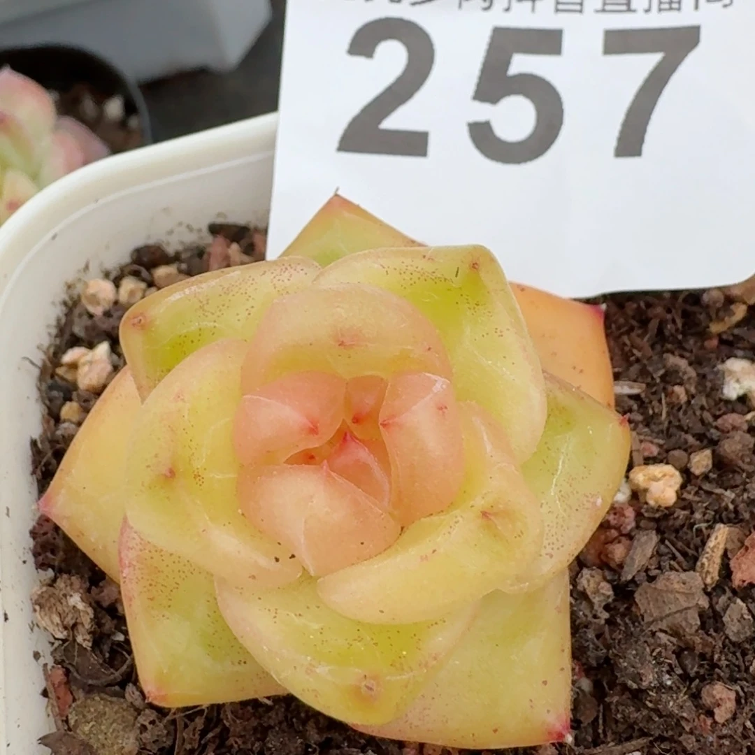 孤品         精品多肉