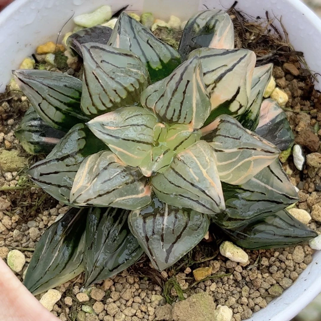 77西瓜寿锦福利专场