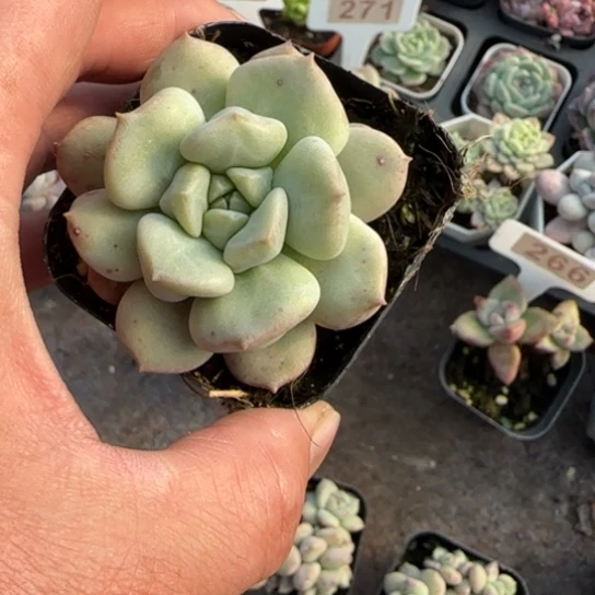 48超奶多肉植物多