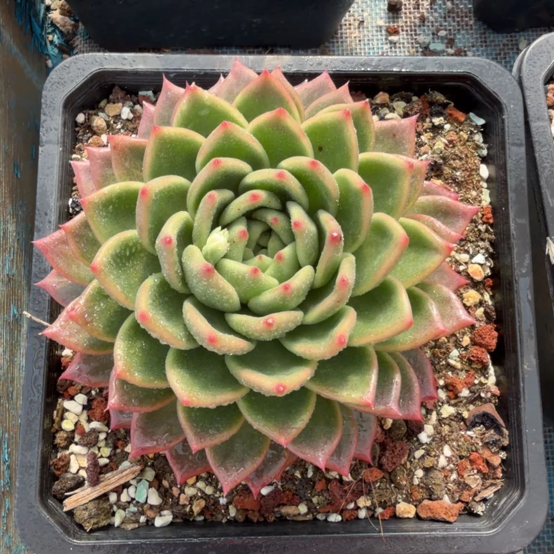 一物一拍，顺顺顺，16