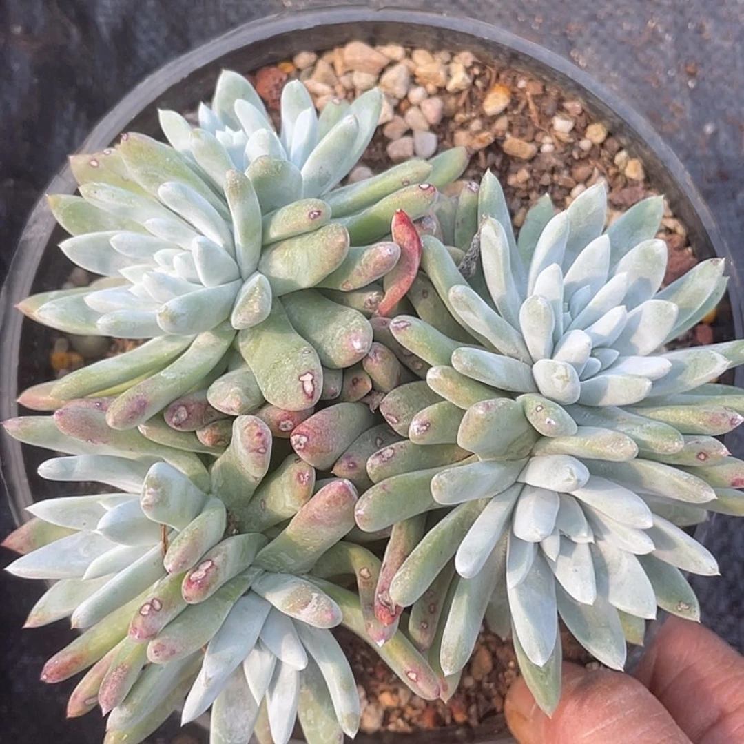 【闪购商品】韩版白姆