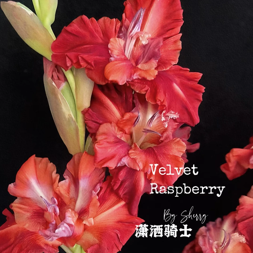 【剑兰】潇洒骑士 任拍三单顺丰空运包邮鲜切花家居花店插花