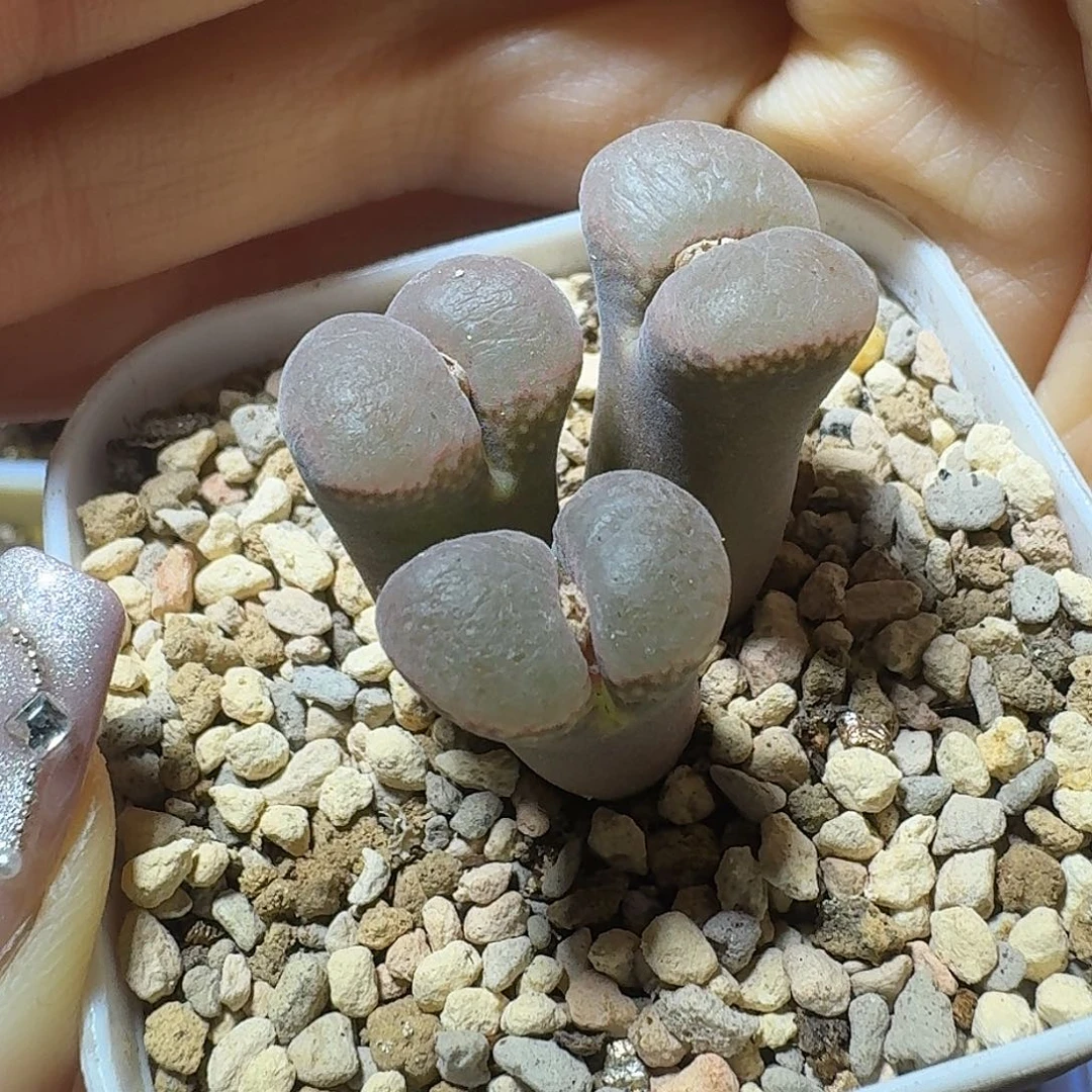 4号三头风铃一物一拍