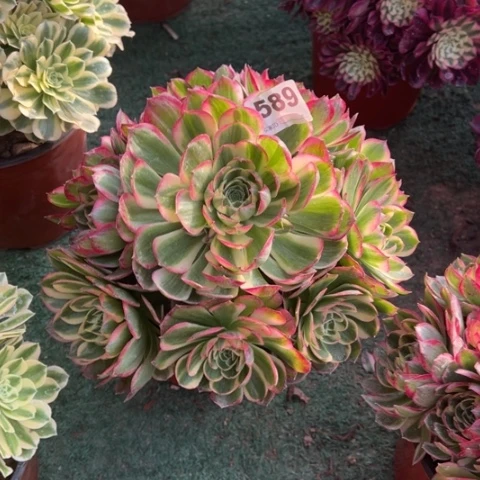 589海王手捧多肉，