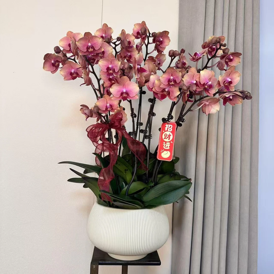 蝴蝶兰【聚宝才子】鲜花盆栽 焦糖色室内花花 好养易活佛山基地直发