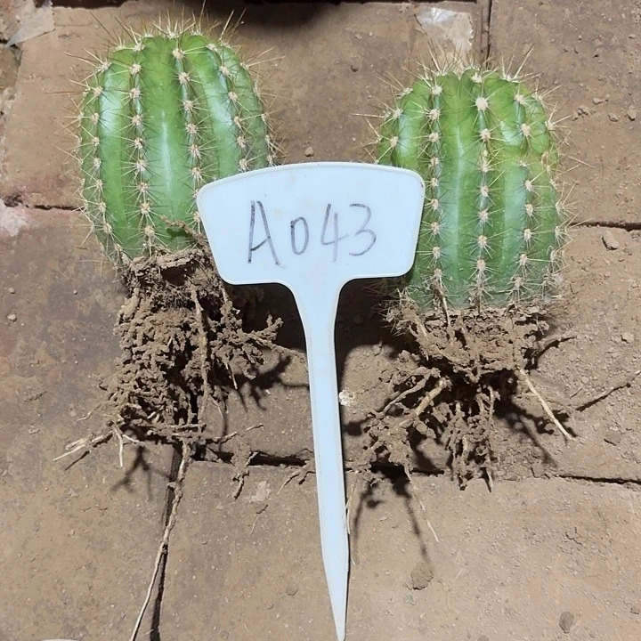 阿*诺A043,青13号两颗瑕疵