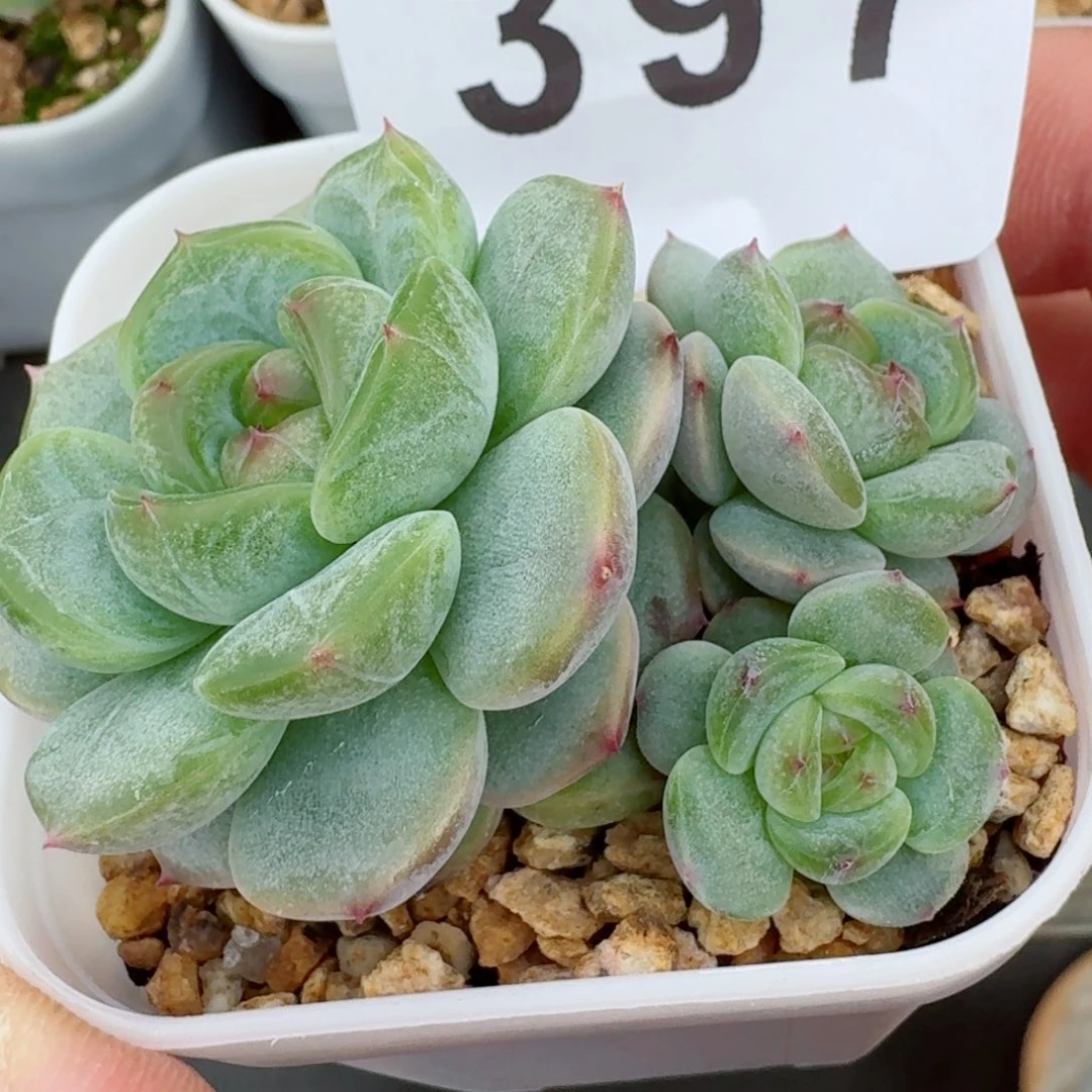 甜心群生            精美多肉植物