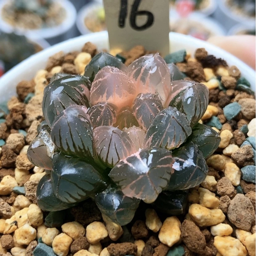 【闪购商品】小***r16实生蓝镜锦