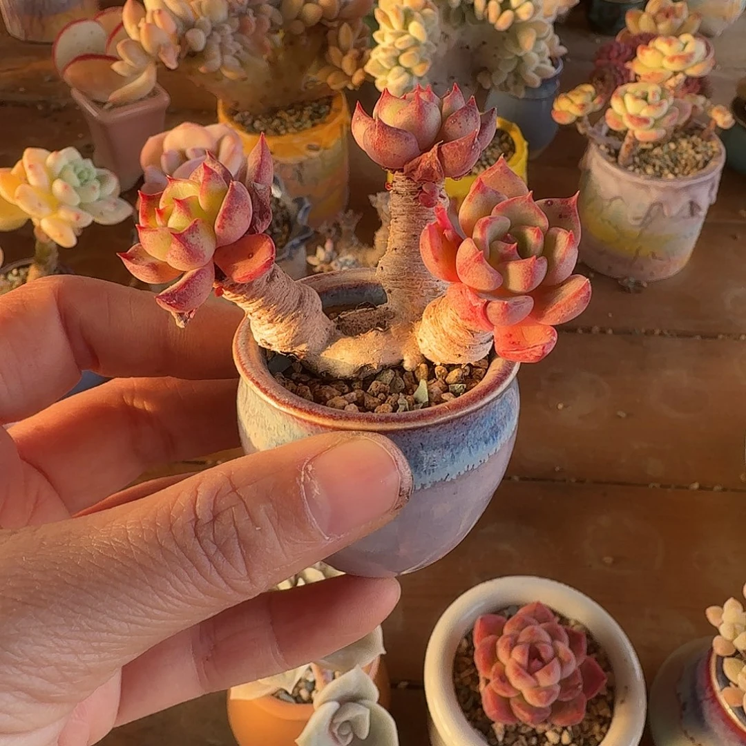 图***北娜娜小勾 含盆土 30元包邮非偏远