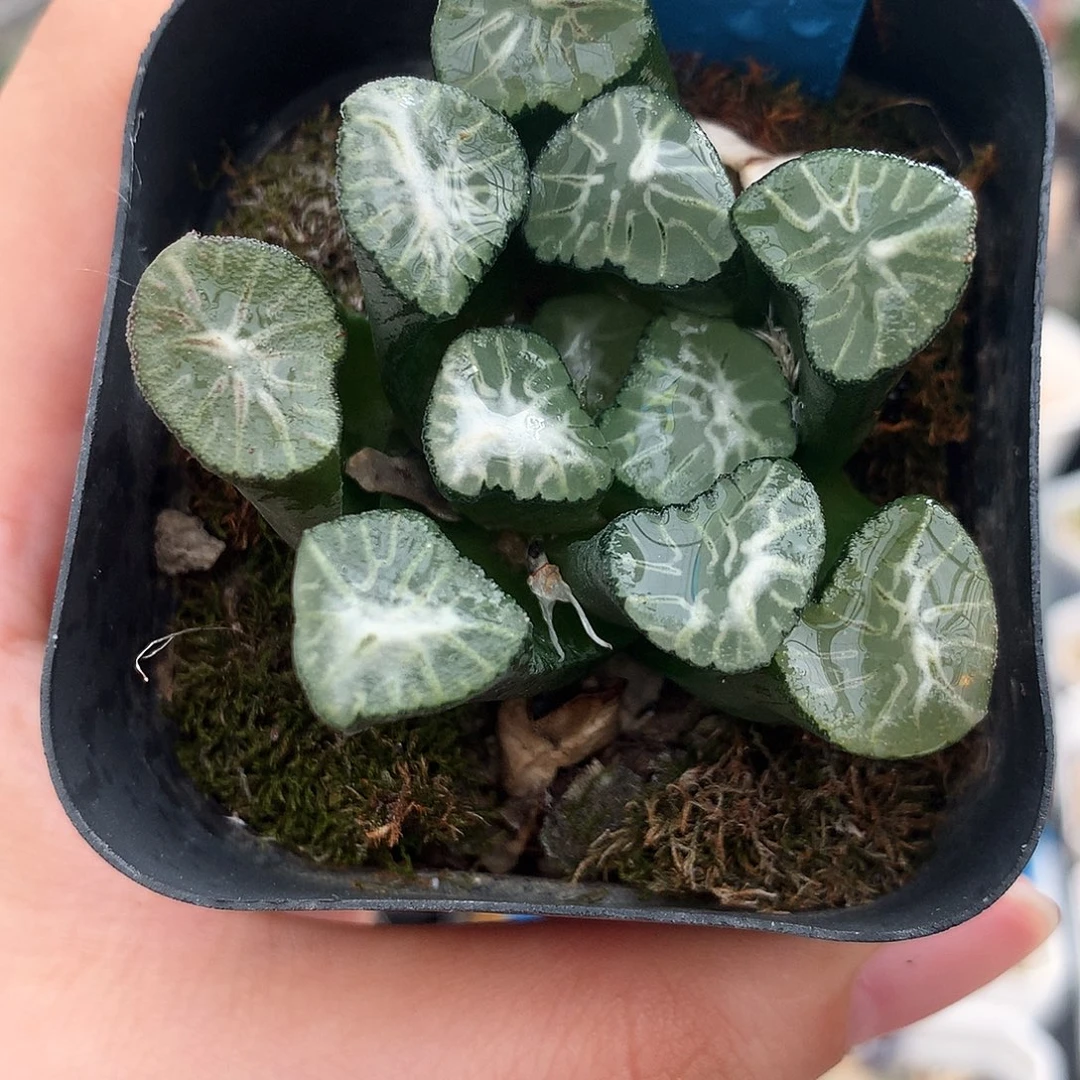 大船万象，15号，一物一拍