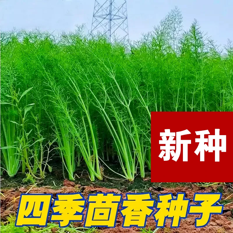 【全店满5包包邮】割茬小茴香种子四季南方阳台盆栽易种蔬菜种孑