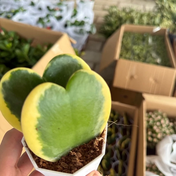 爱心白盆一颗心叶球兰多肉植物盆栽花卉爬藤垂吊阳台