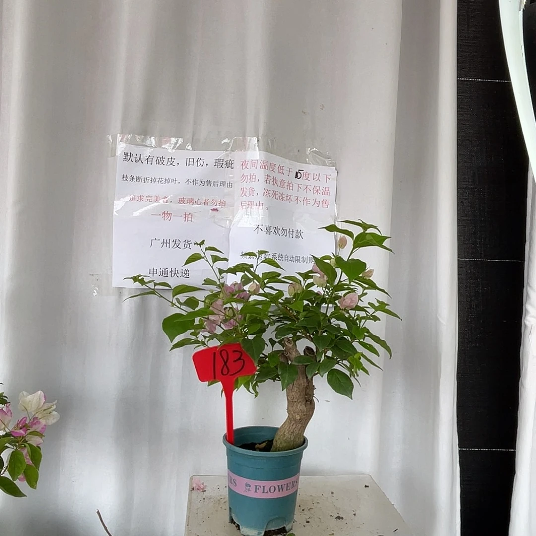 当前无花栽培后可以开花183广红樱桩，粗3.5