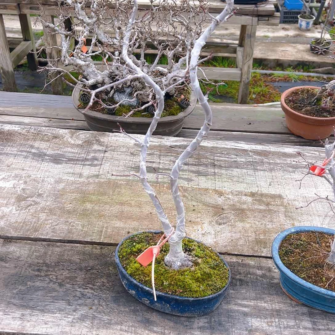 盆景盆景不包邮斋****…