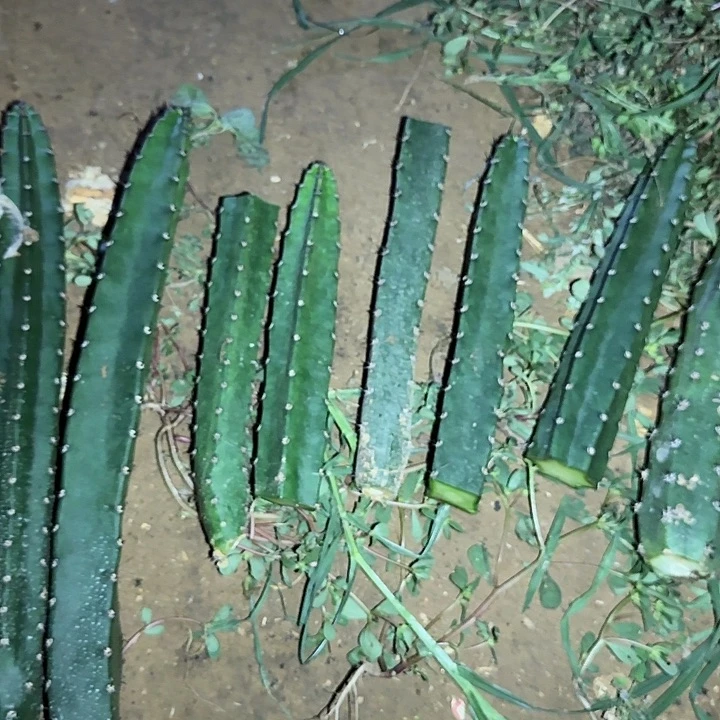 我***玩袖蒲侧芽高40公分。切了3个