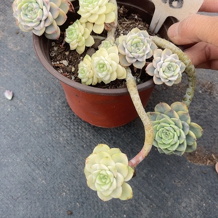 两单包邮，一物一拍118潘多拉锦