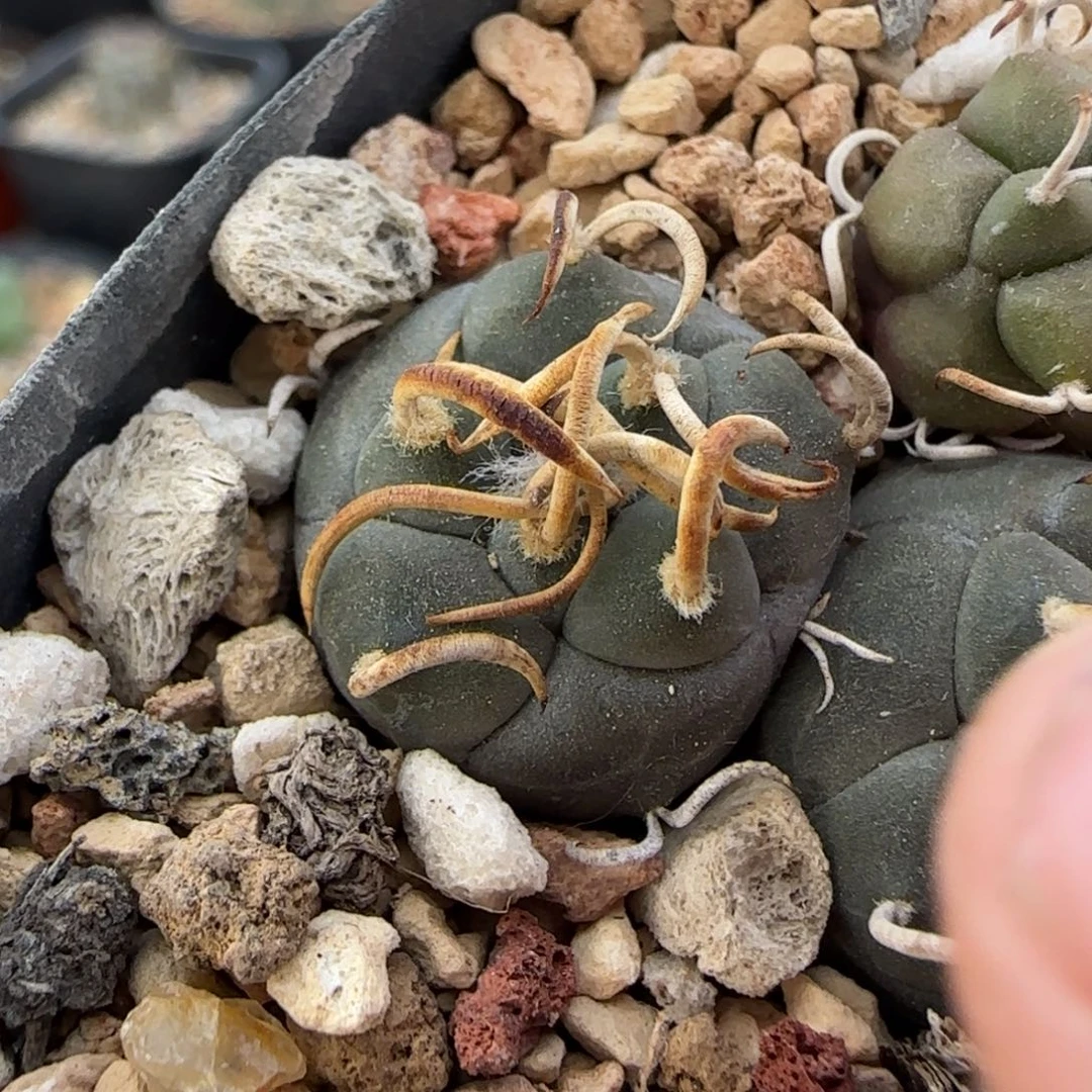 018实生离城丸多肉1.8