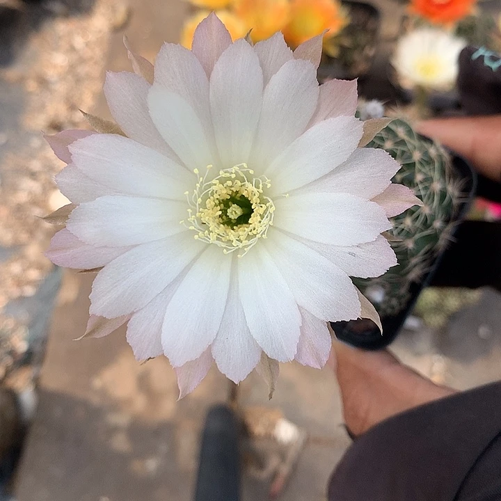 110 实生丽花5厘米盆