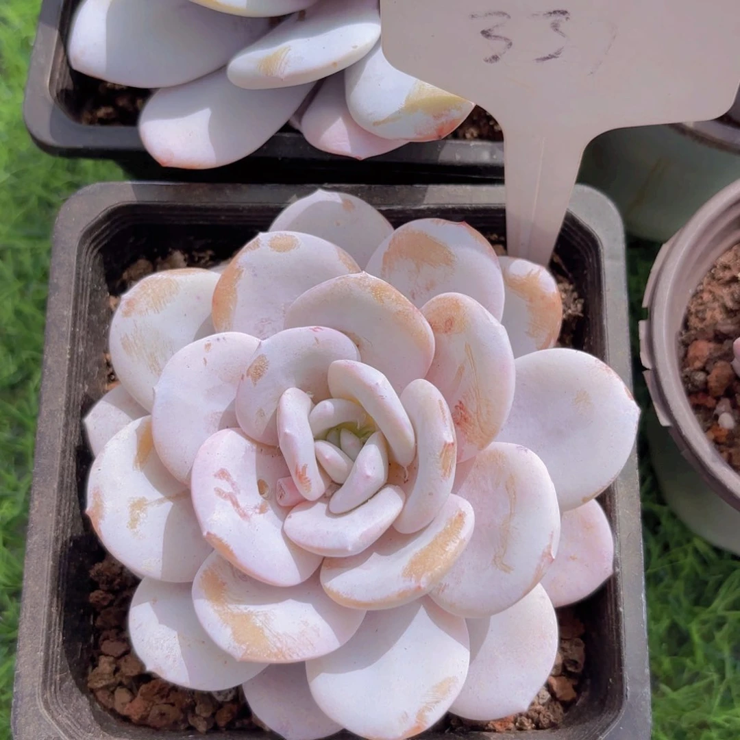 阿*啦啦啦啦啦啦啦啦啦啦啦