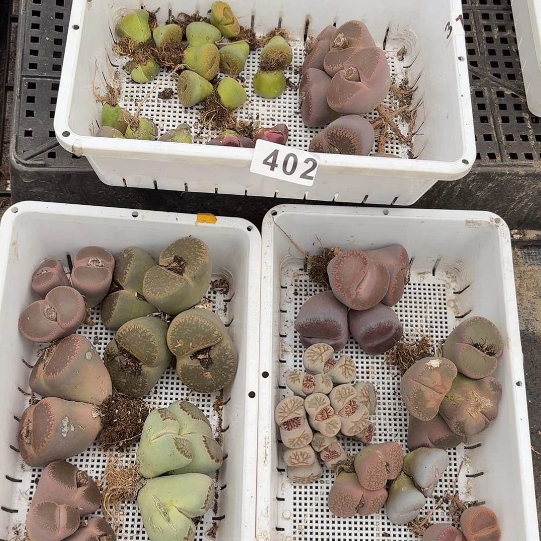 生石花一物一拍402