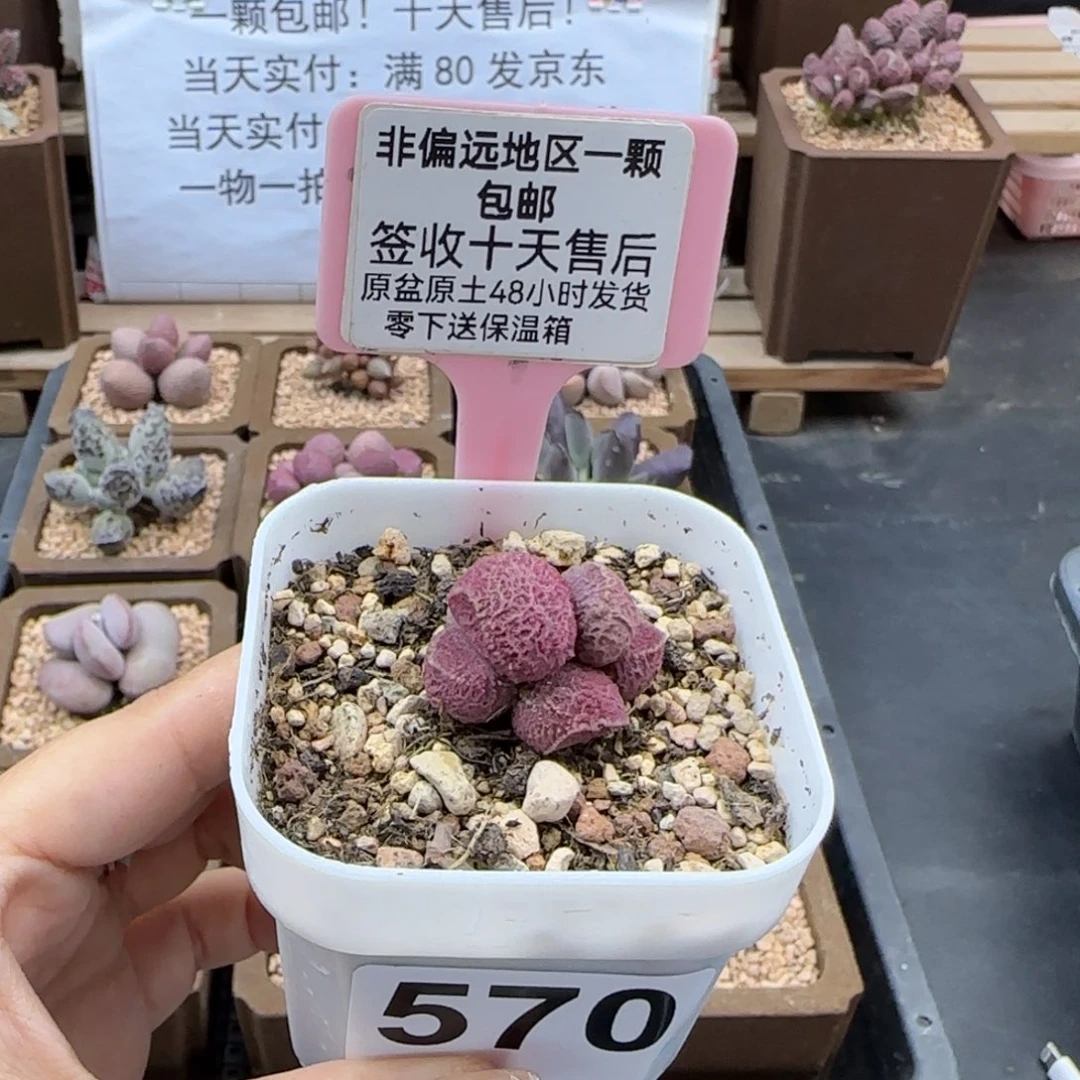 570巨猪宝多肉植物
