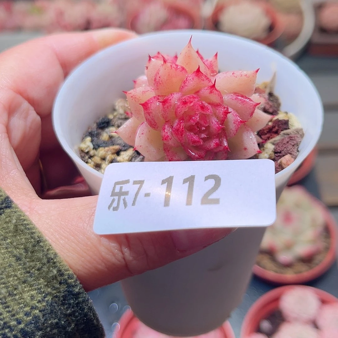 乐7-112 菊花台不包整