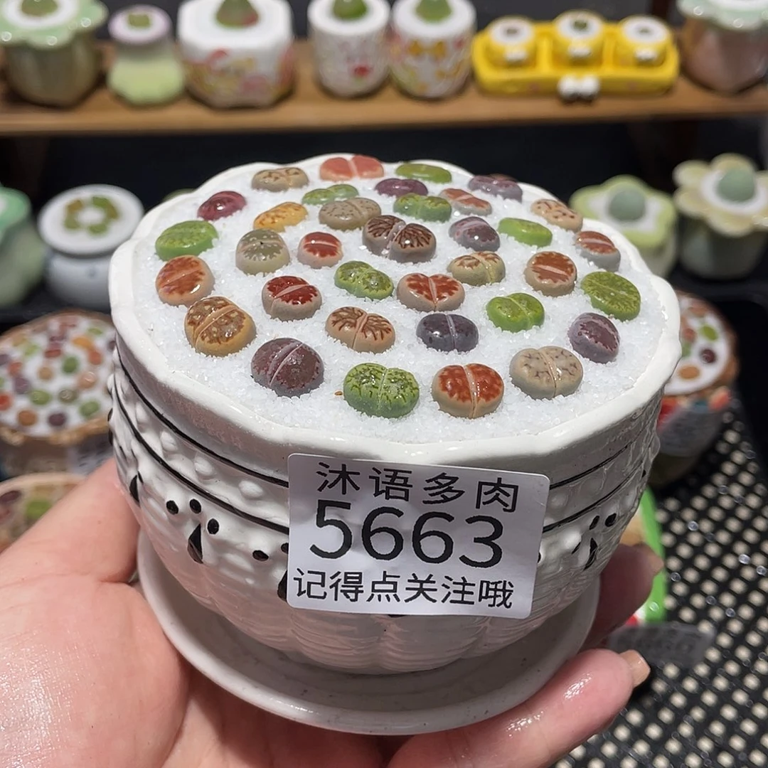 带盆土植物 一物一拍5663