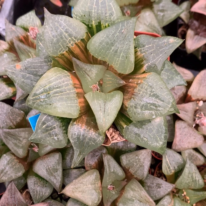 阿寒湖寿锦一物一拍