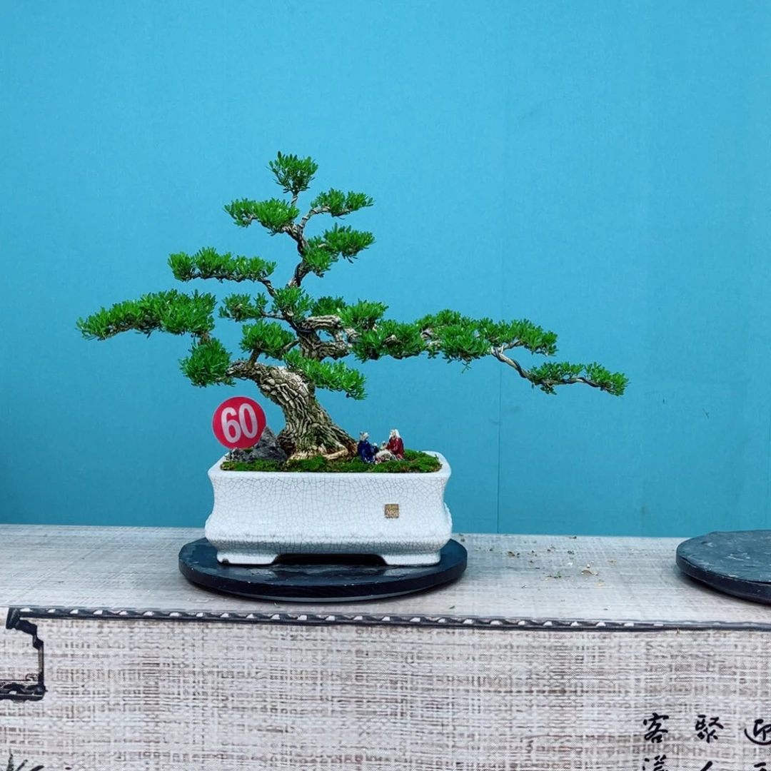 以实际为准家里黄杨老桩