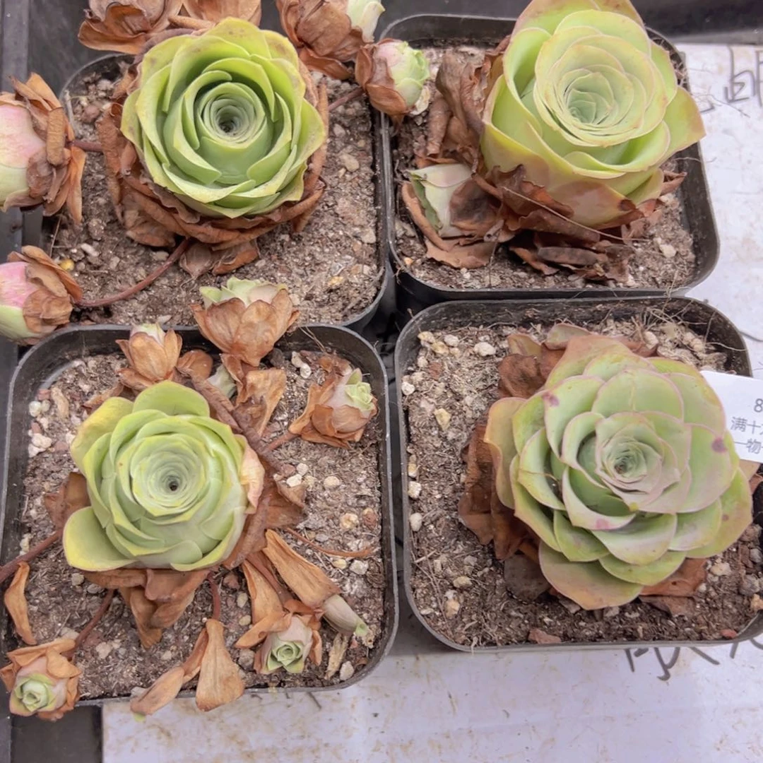 824 侧牙掉了不包损无售后