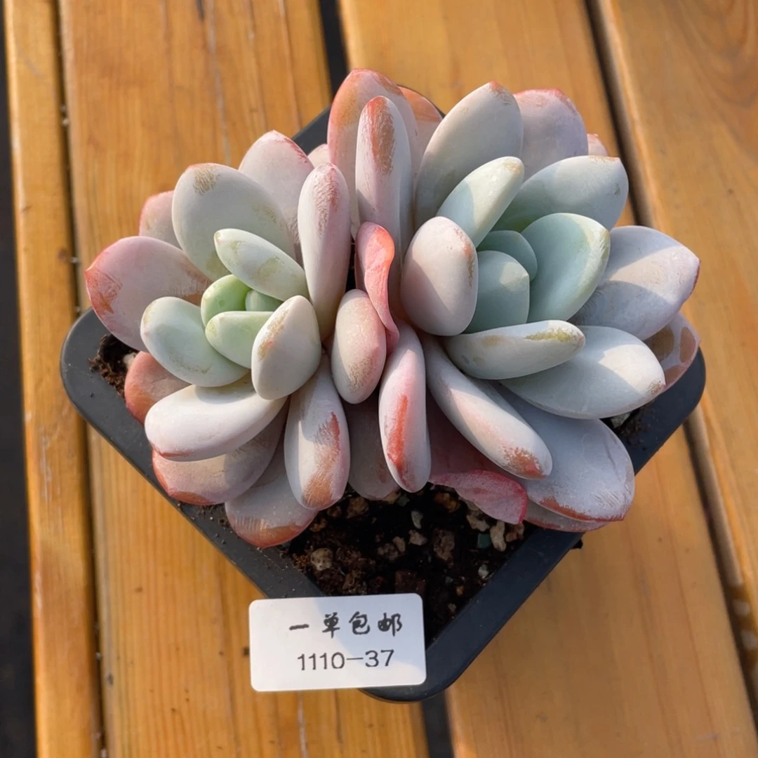 1110-37-喜马拉雅，，，，，，，，