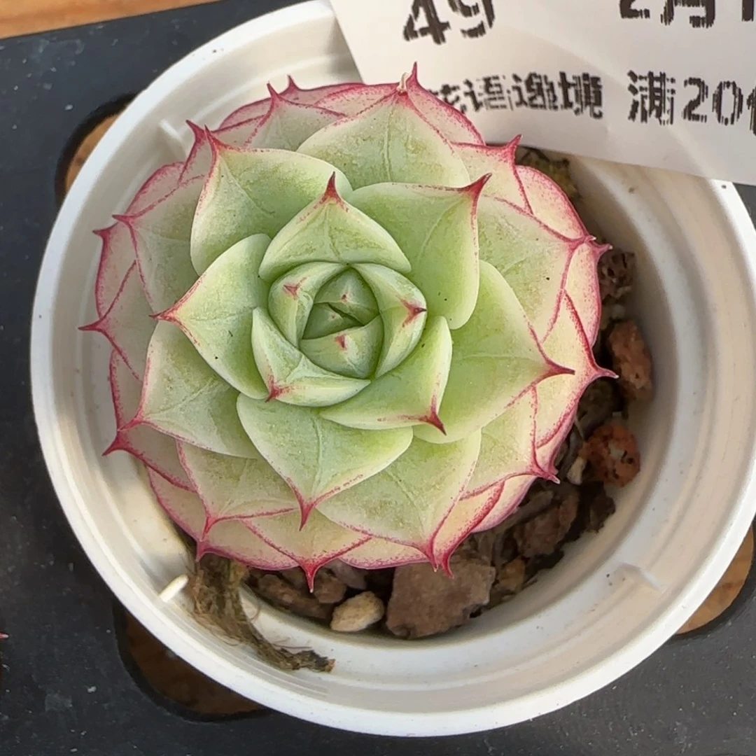 花语逸境0217-49