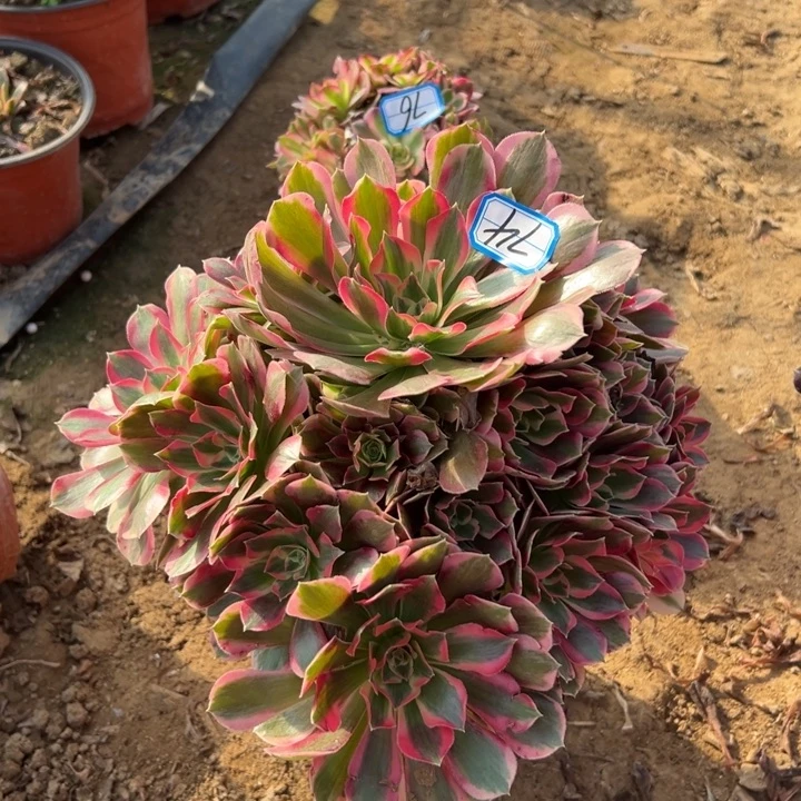 多肉植物粉妖月74