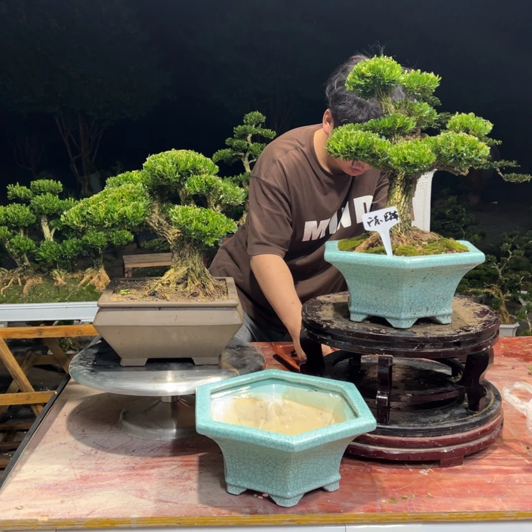 欧***布无花朵广东皱皮雀舌黄杨