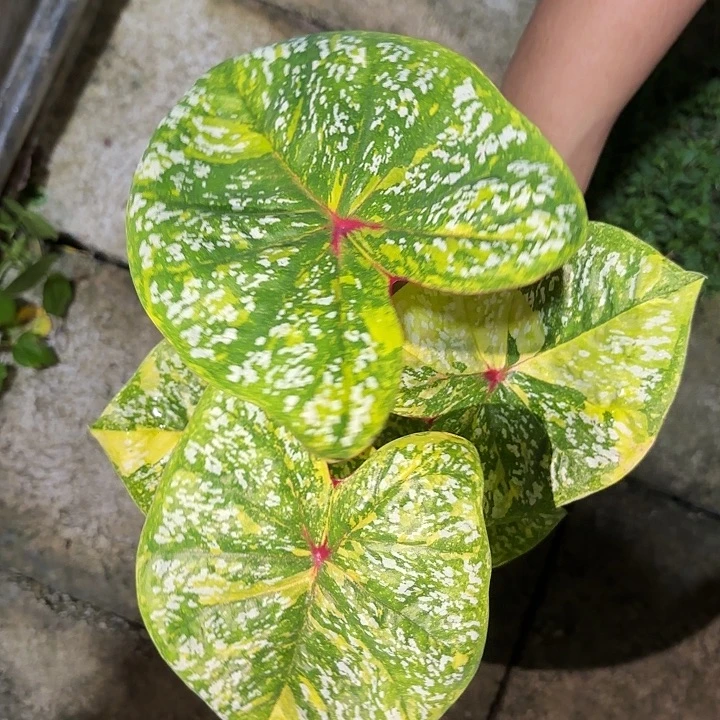 642-0913彩叶芋泰国