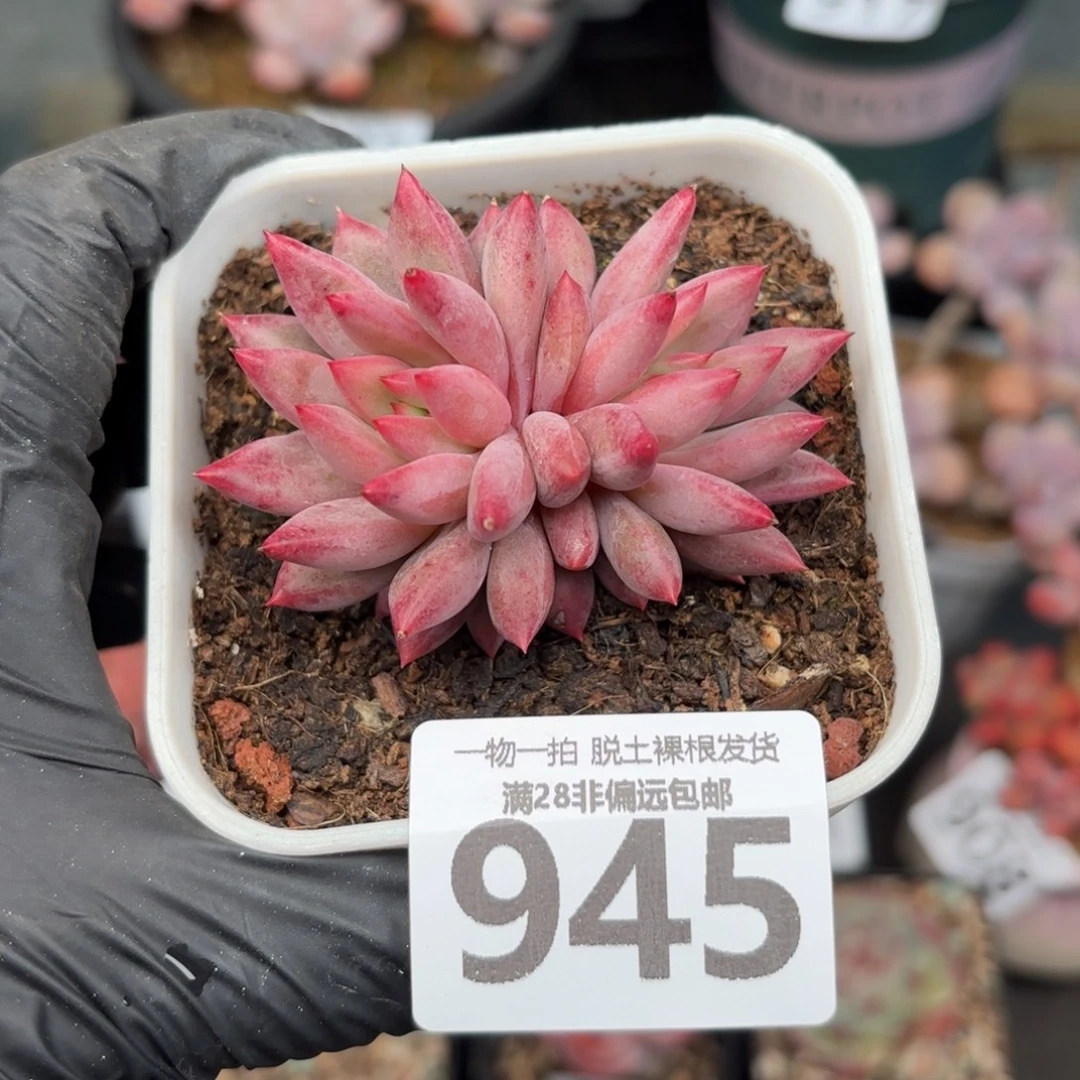 金鱼姬双头无盆土发货