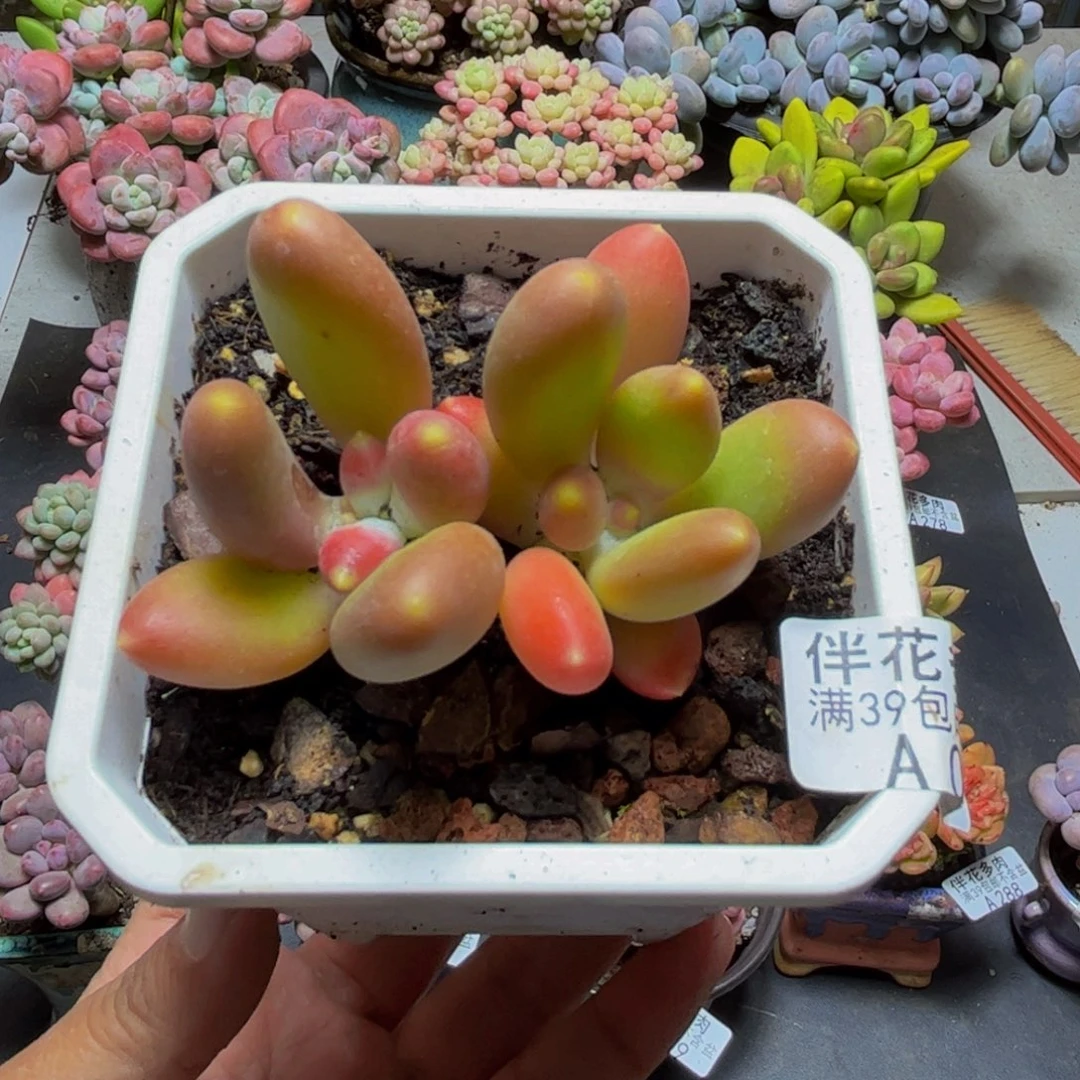 080芒果奶苗5cm多肉