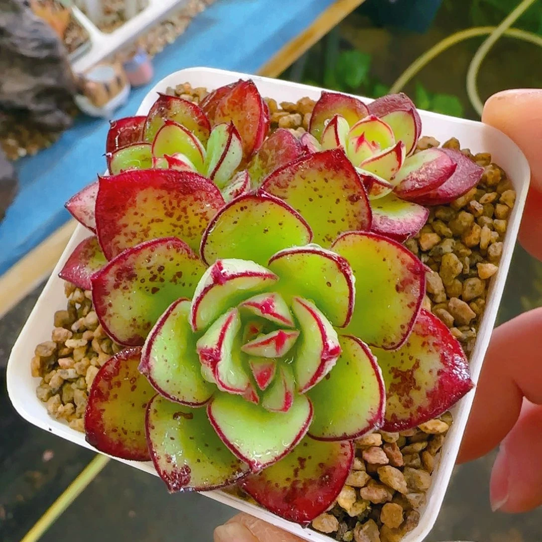 丹尼尔，877、仙农出品