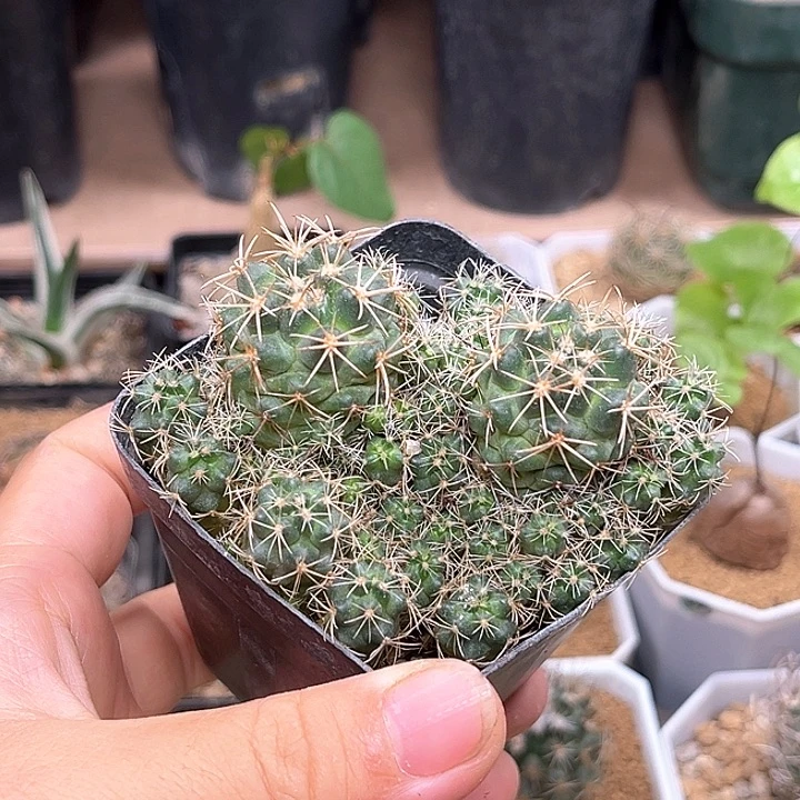 天司象牙丸实生2颗一组