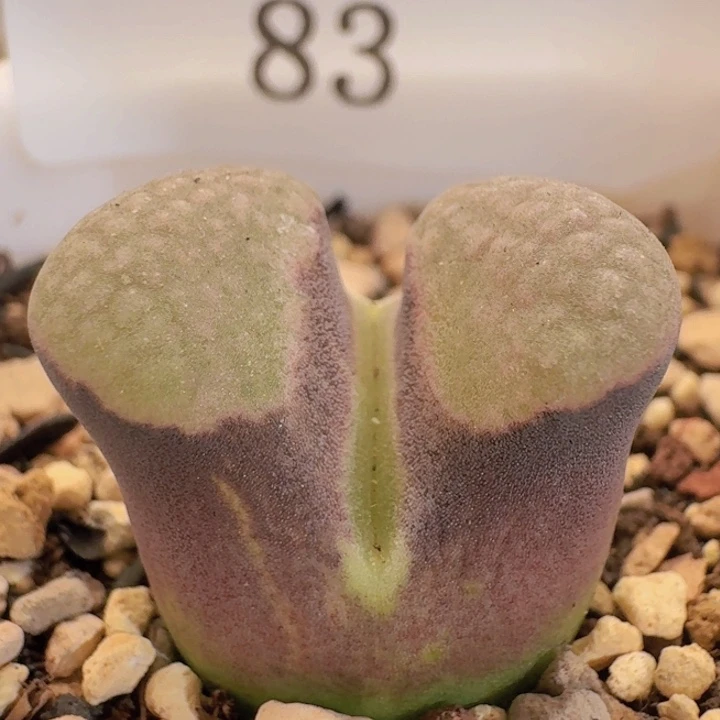 83。